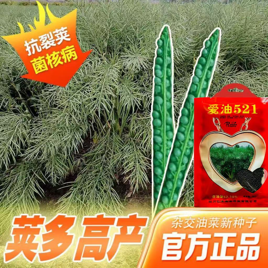 爱油521油菜种子甘蓝型食用油菜种籽杂交矮株含油量高秋季播油菜