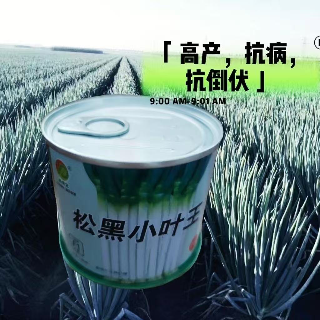 松黑小叶王大葱种子铁杆刚杆钢葱章丘大梧桐大葱种子籽孑耐寒耐热