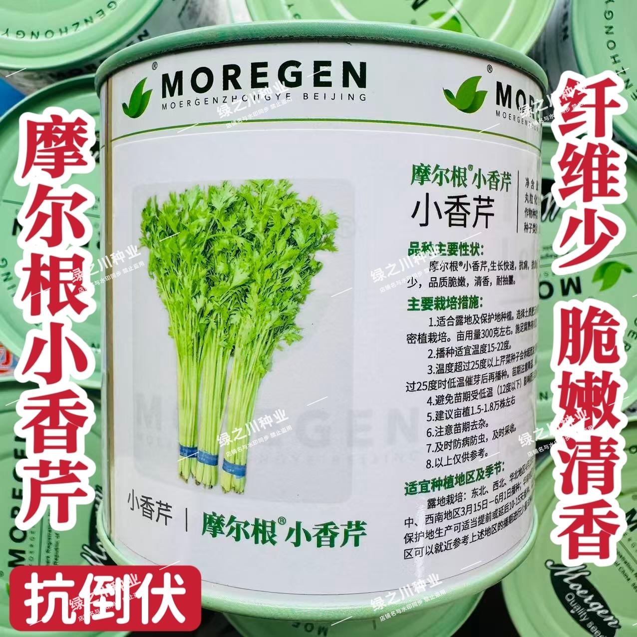 摩尔根小香芹种子纤维少脆嫩清香芹菜种籽丸粒化包衣芹菜种孑包邮