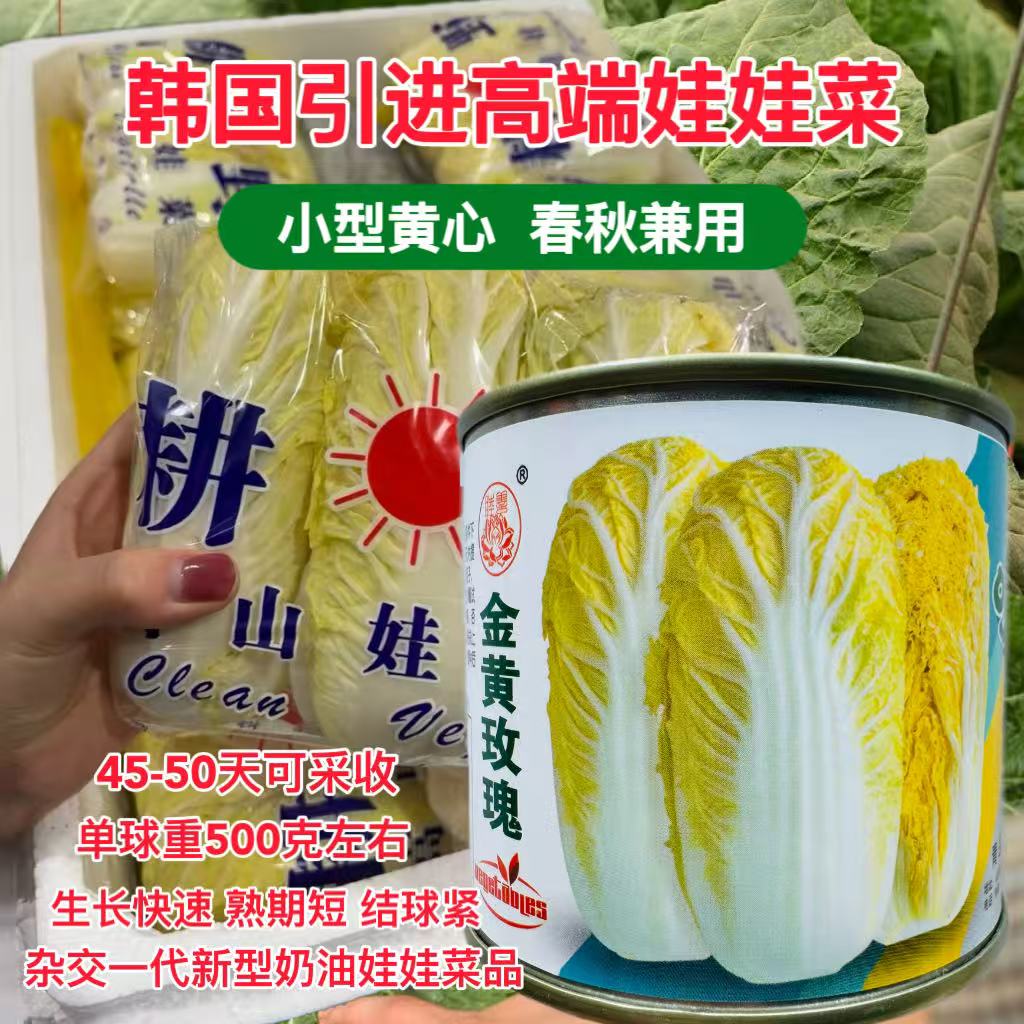 金黄玫瑰娃娃菜种子高产抗病耐热耐寒春秋播韩国引进高端娃娃菜种