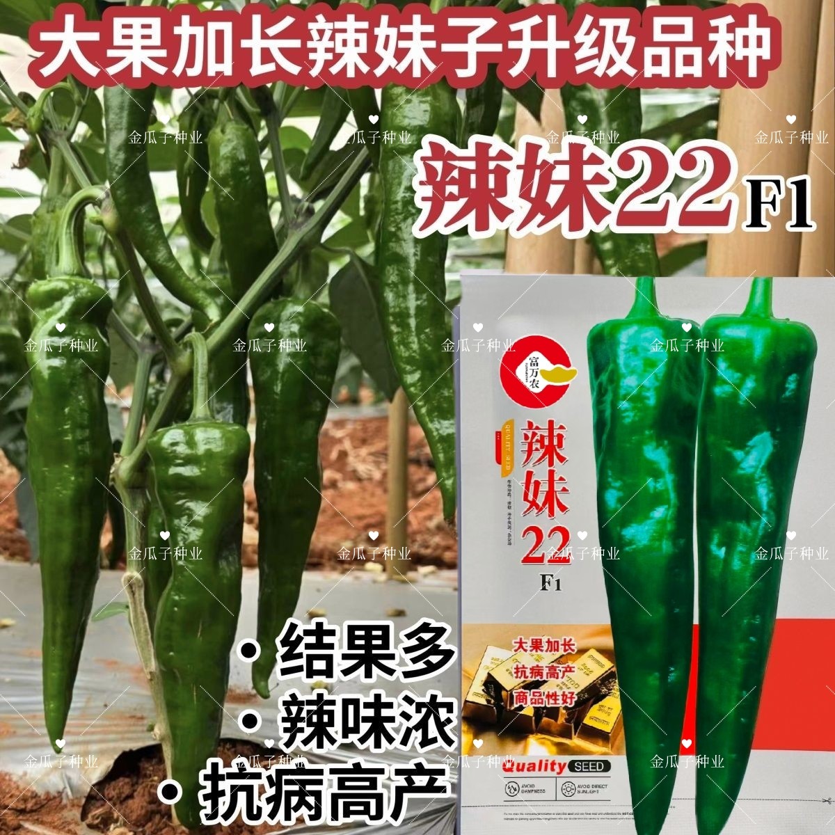 辣妹22升级大果加长辣妹子种子超辣辣椒种籽特辣青红两用辣妹子