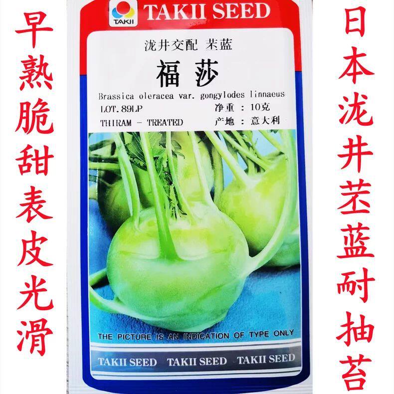 泷井福莎苤蓝辣疙瘩天津水果青苤蓝紫苤兰芥兰头球茎大头菜种子籽