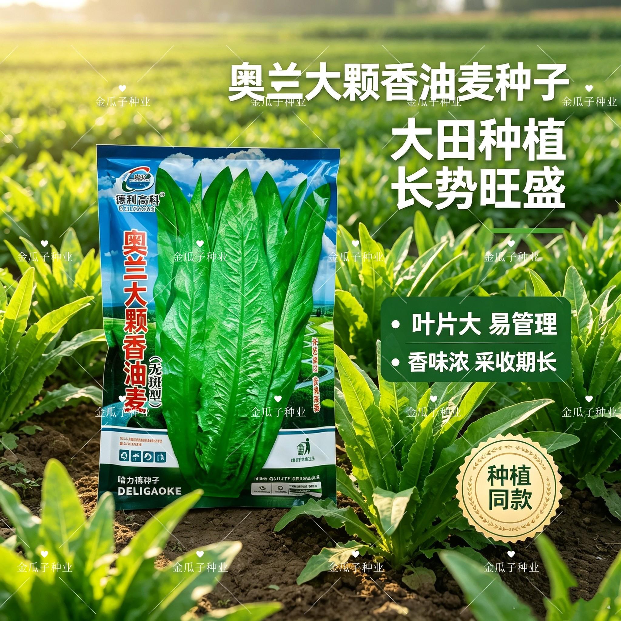 奥兰大颗香油麦菜种籽速生油麦菜籽高产抗病耐热大田四季油麦