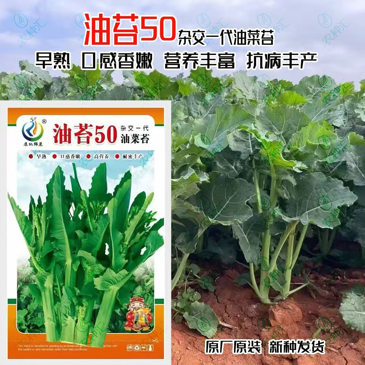 康地油苔50油菜苔种子早熟高产香嫩脆甜菜心秋冬季油菜苔国苔绿油