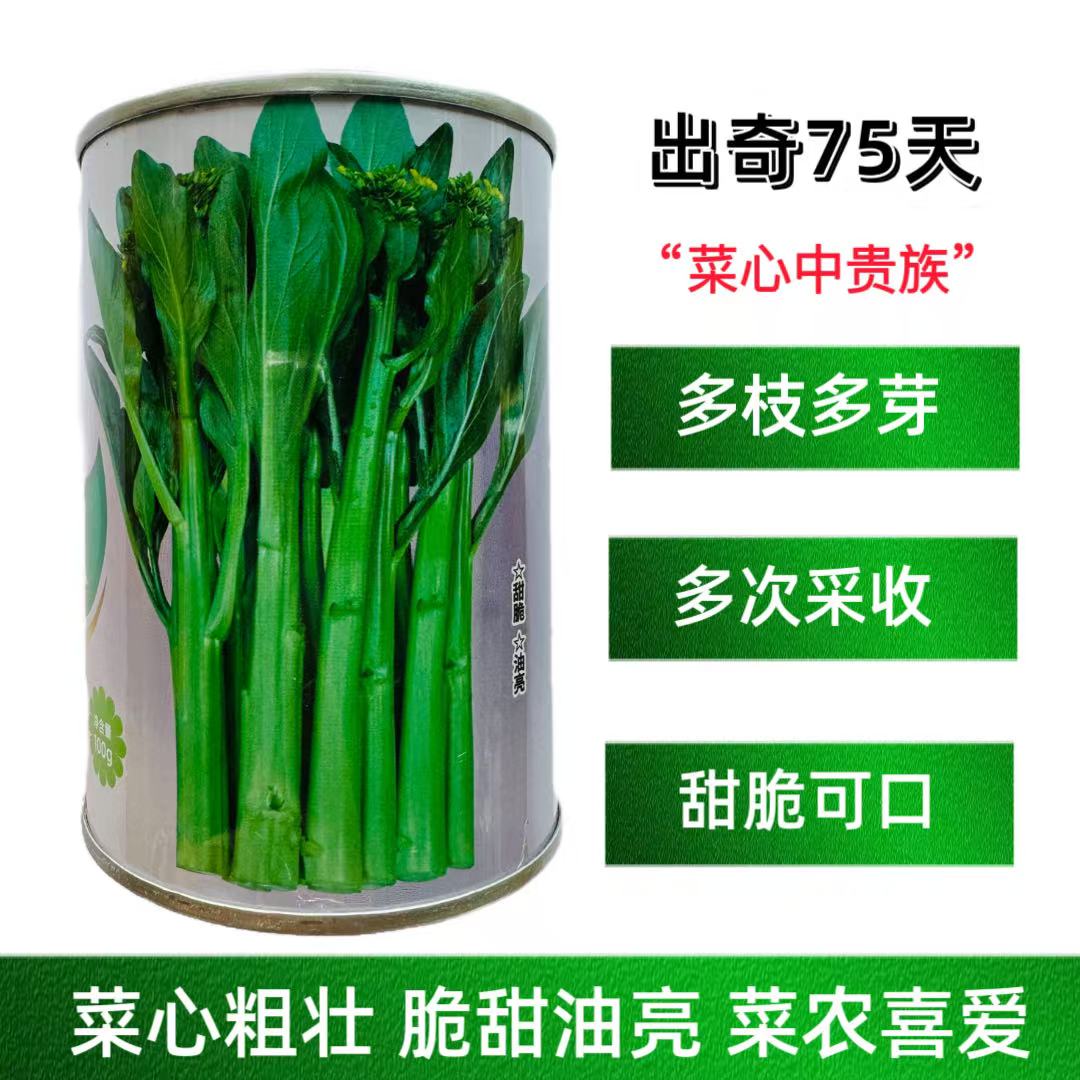 出奇75天杂交尖叶菜心种子抗性好纤维少爽脆味美秋季耐寒菜苔种籽