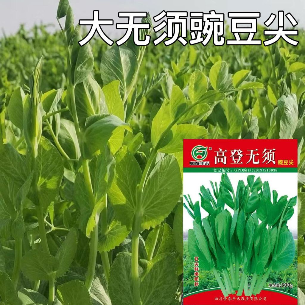 高登无须豌豆尖种子早熟无须嫩豆苗籽适应性强耐寒抗病生长速度快