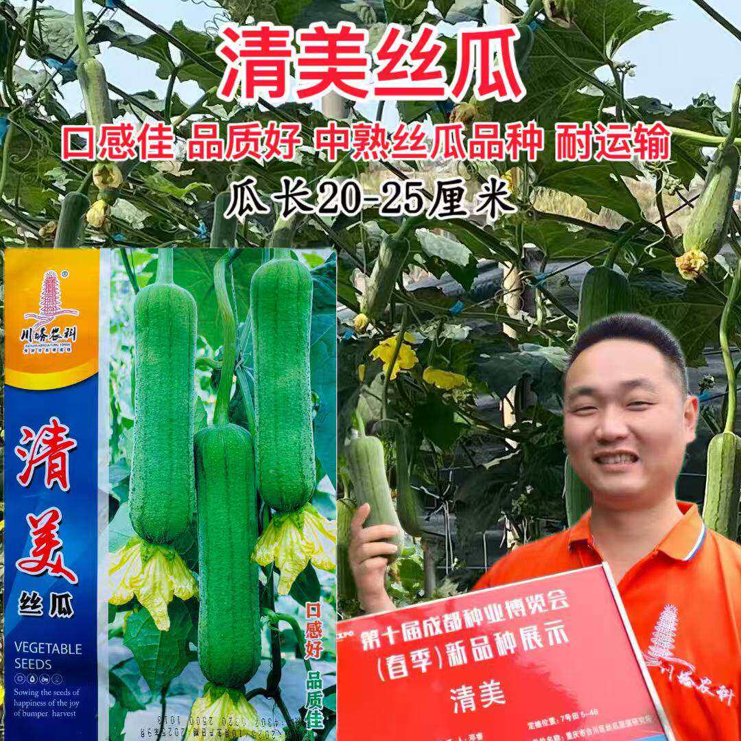 清美丝瓜种子中早熟厚肉丝瓜种籽高产抗病连续坐果力强春秋丝瓜种