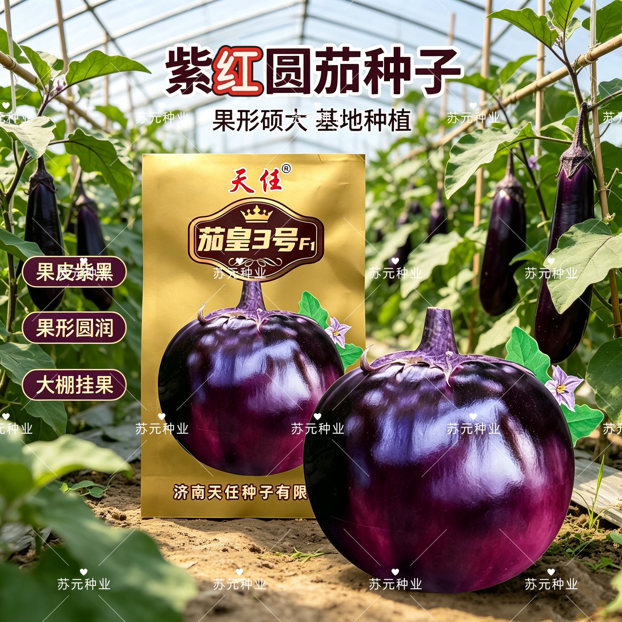 茄皇3号紫红圆茄种子中熟白肉紫圆茄种籽春季高产基地红圆茄子孑