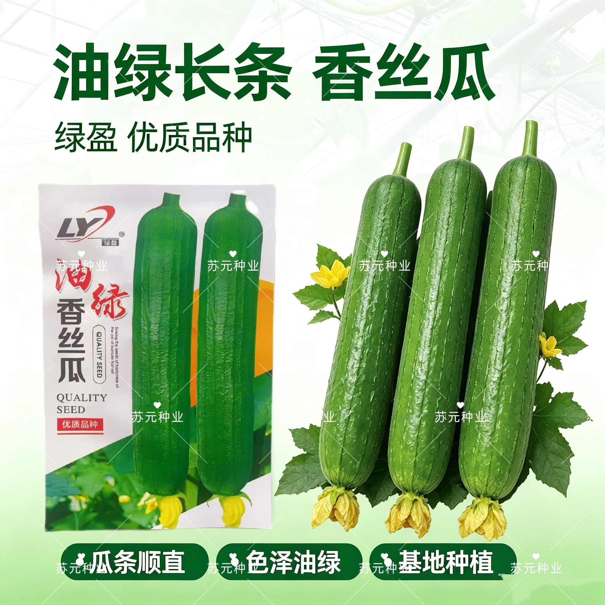 绿盈油绿香丝瓜种子白籽皮色油亮肉厚味浓结果能力强早熟蔬菜种籽