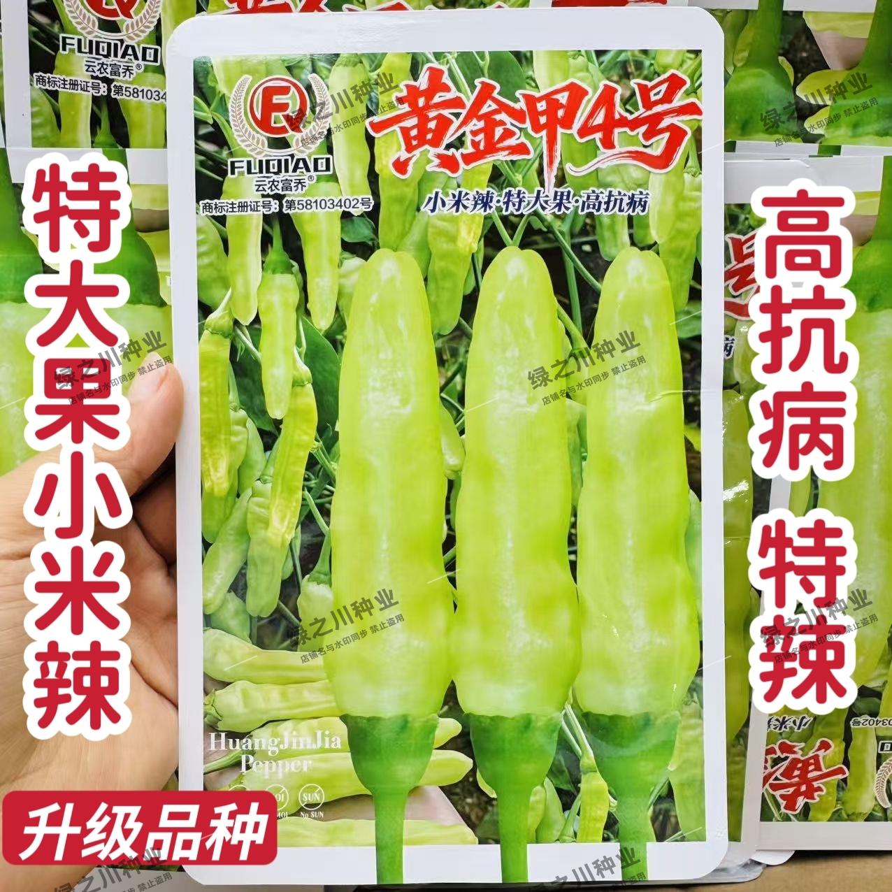 新品黄金甲4号辣椒种子特大果小米辣种子超辣泡椒种籽抗病强