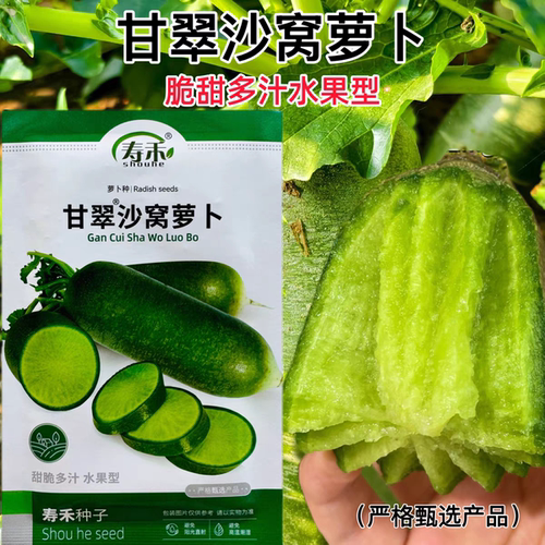 甘脆沙窝萝卜种子甜脆多汁水果型沙窝萝卜种籽农家菜园秋季播萝卜