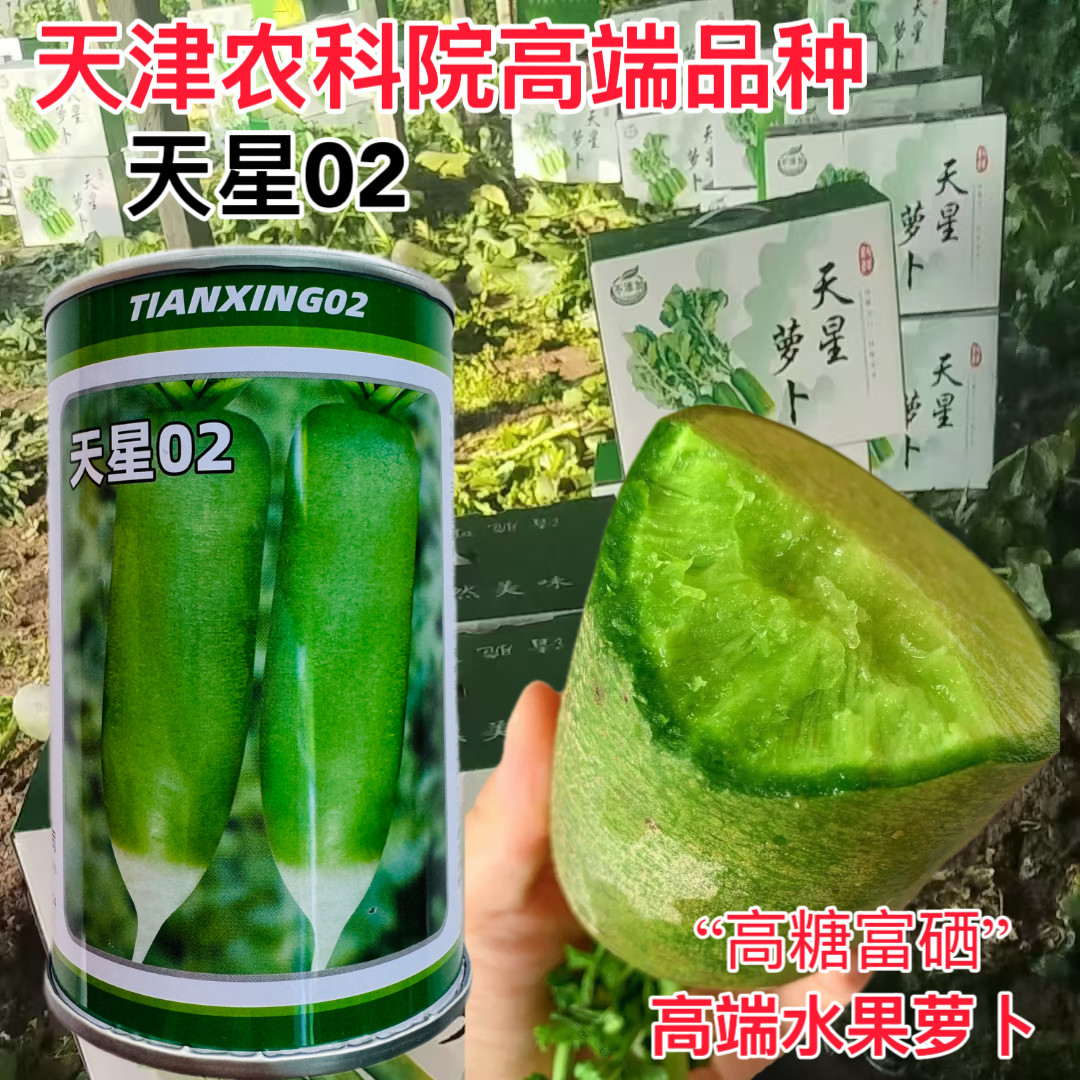 02大甜棒冰糖心水果萝卜天津正宗沙窝萝卜酥脆多汁高口号富硒