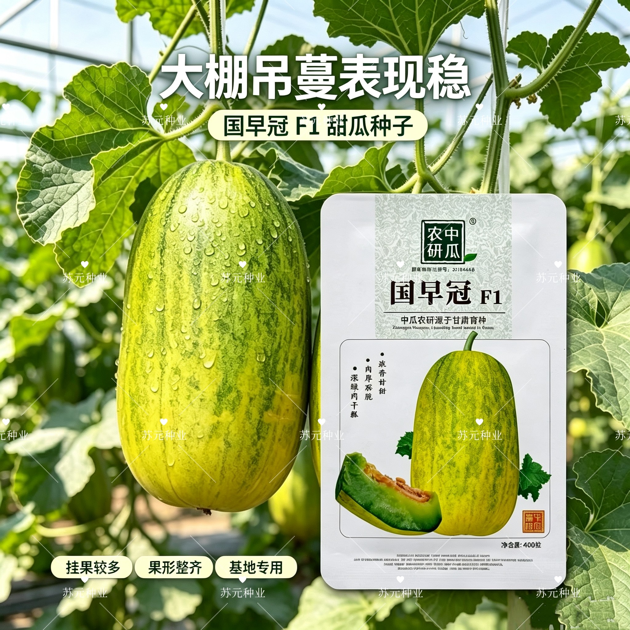 国早冠甜瓜种子果肉深绿肉厚酥脆浓香甘甜高产抗病耐运输400粒
