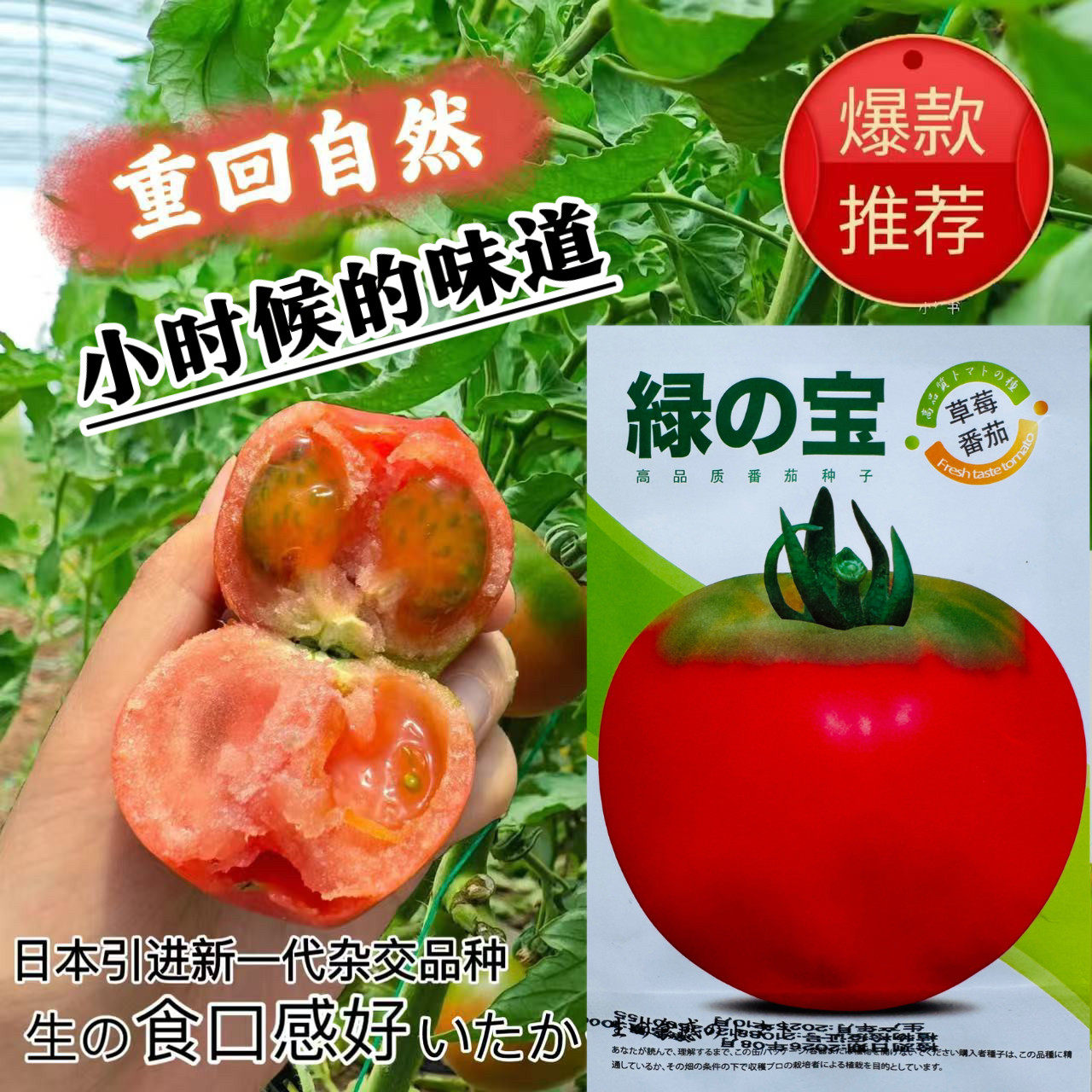 绿宝铁奇柿子草莓番茄种子生食口感好糖度高小时候的味道无限生长
