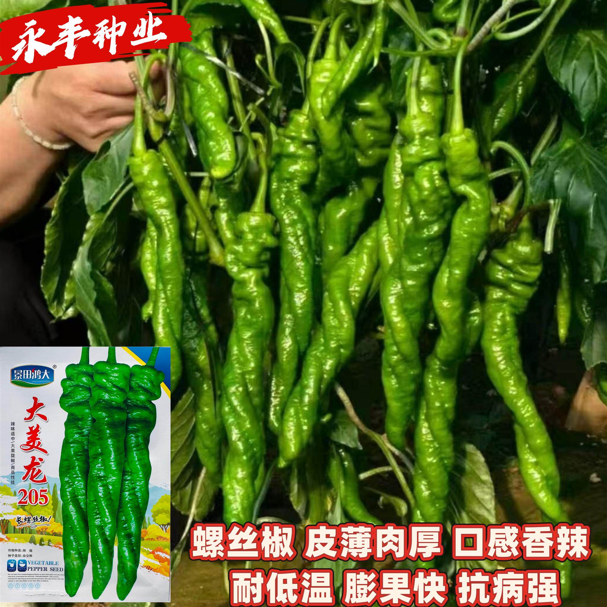 大美龙205螺丝椒种子早熟高产抗病耐低温抗病强辣椒种籽蔬菜种孑