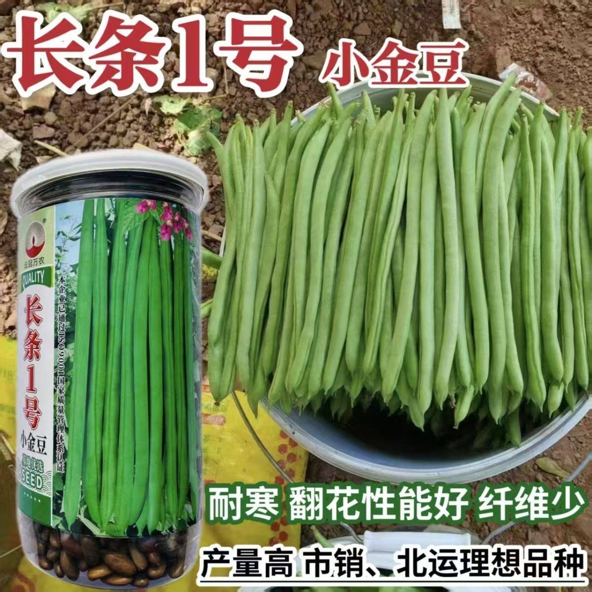 长条1号小金豆种子蔓生荚色浅绿近圆形质脆纤维少耐寒抗病春秋播