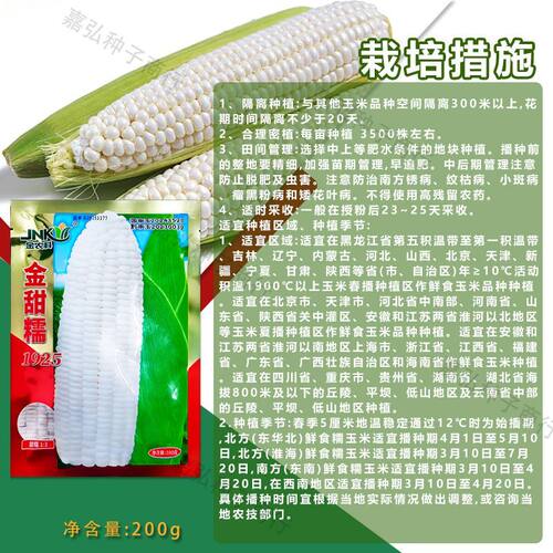 金甜糯1925玉米种子国审大棒白甜糯玉米鲜食白色加甜糯玉米种子