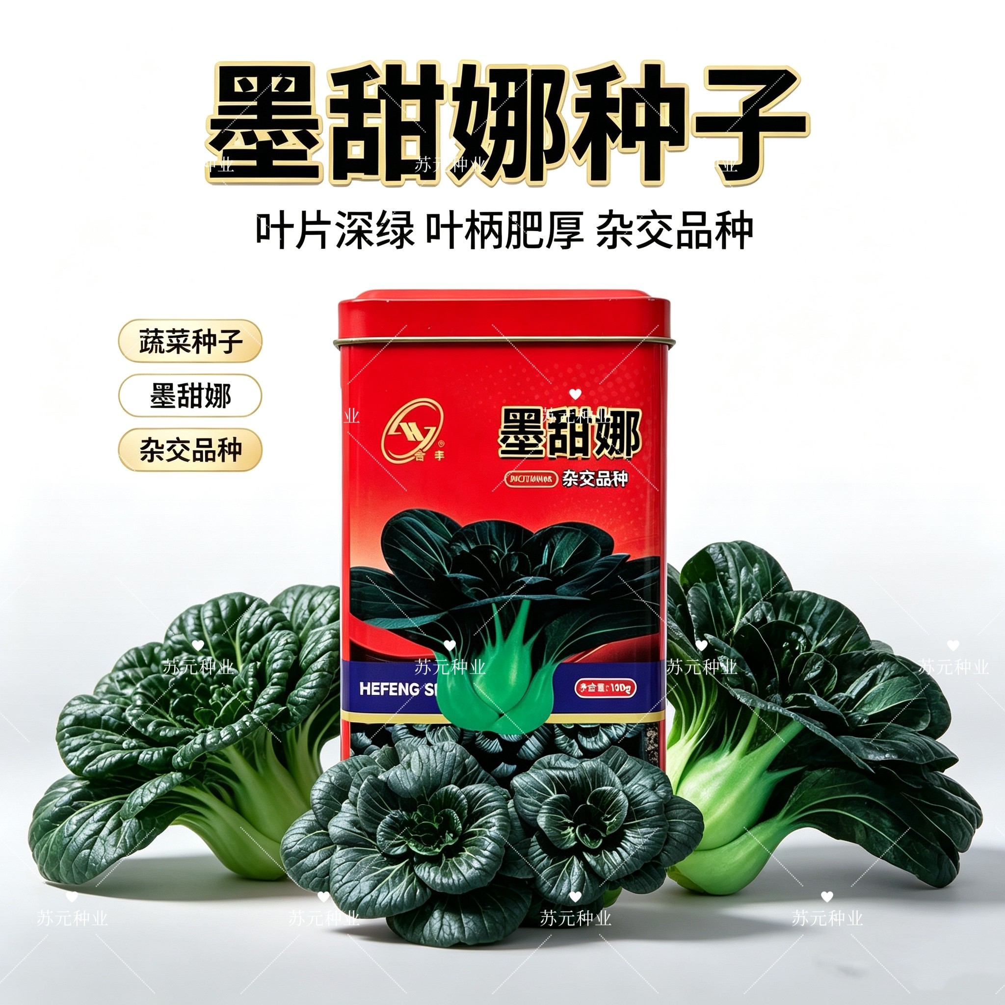 墨甜娜苏州青种子黑大头矮脚耐寒越冬油亮肥厚甜糯黑叶青菜种子籽