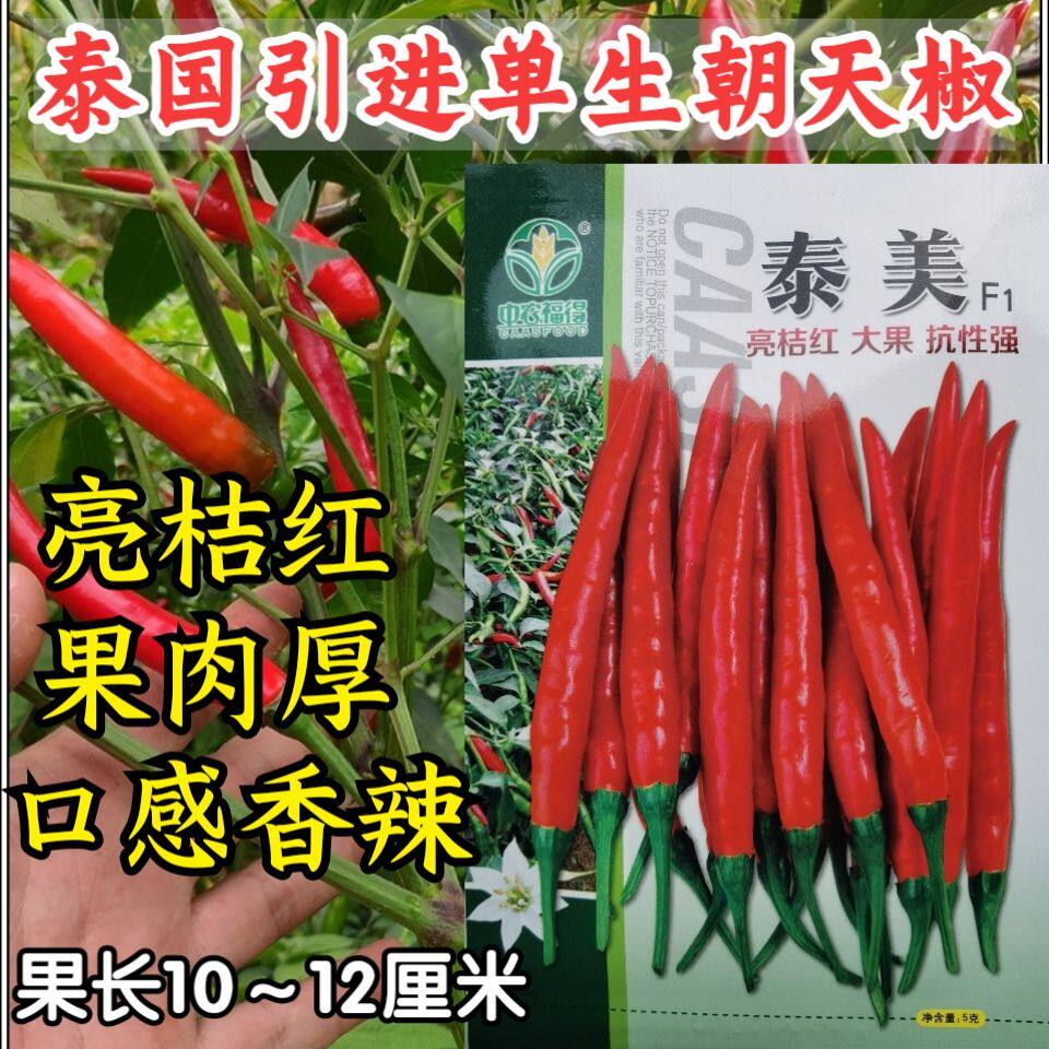 泰美朝天椒种子 单生泰国大果高产香辣高辣泡椒小米辣椒种子籽孑