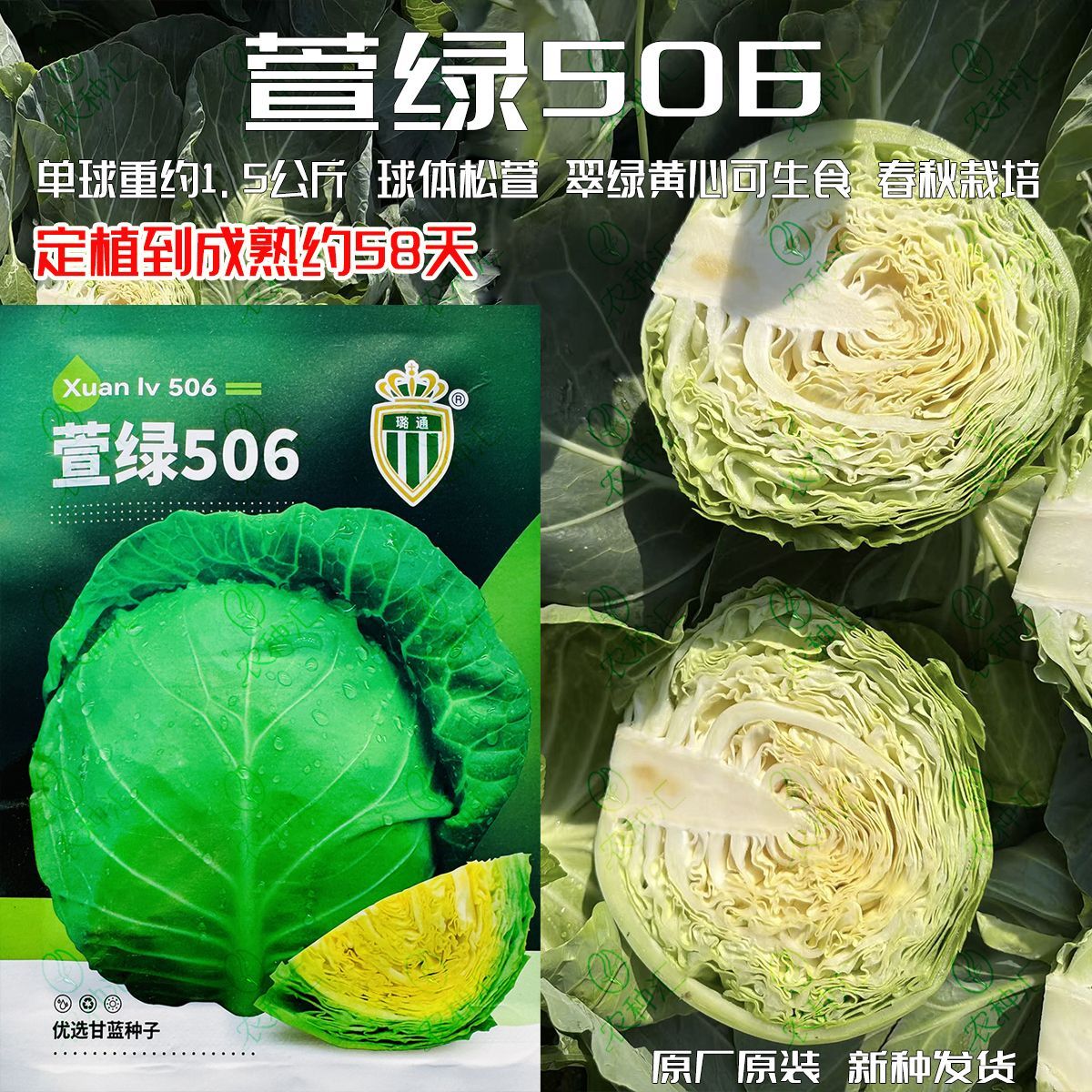 璐通萱绿506圆球松萱型黄心甘蓝种子叶球深绿有光泽春秋播蔬菜籽