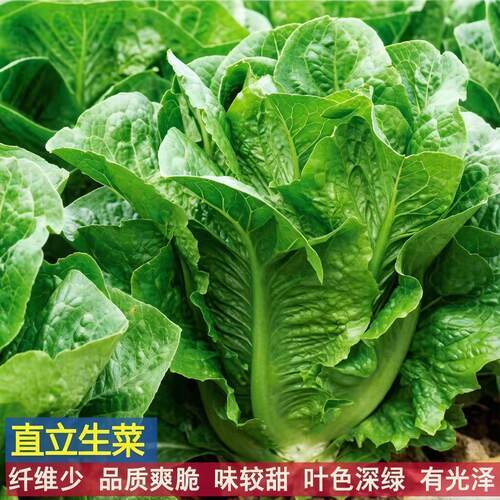 方震孔雀菜种子纤维少甜脆爽绿