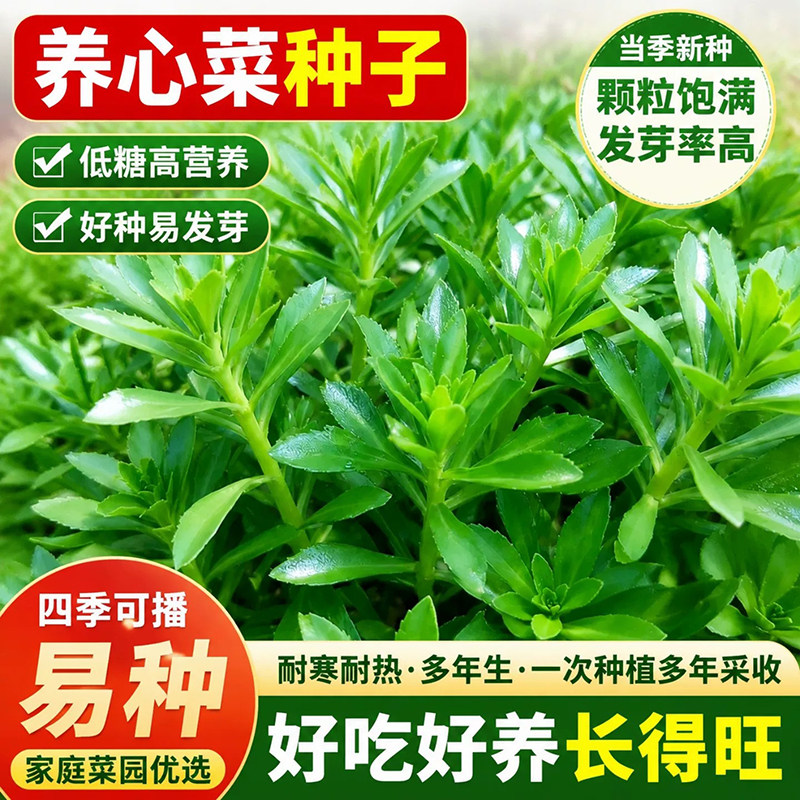 方震养心菜种子四季播高发芽