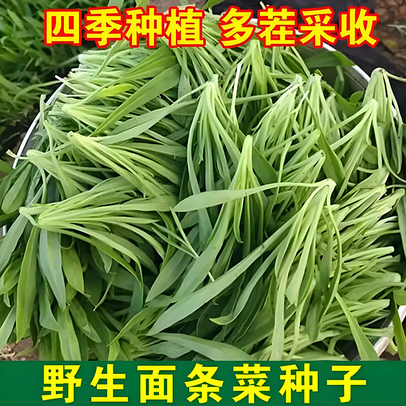 方震四季种植野生面条菜种子