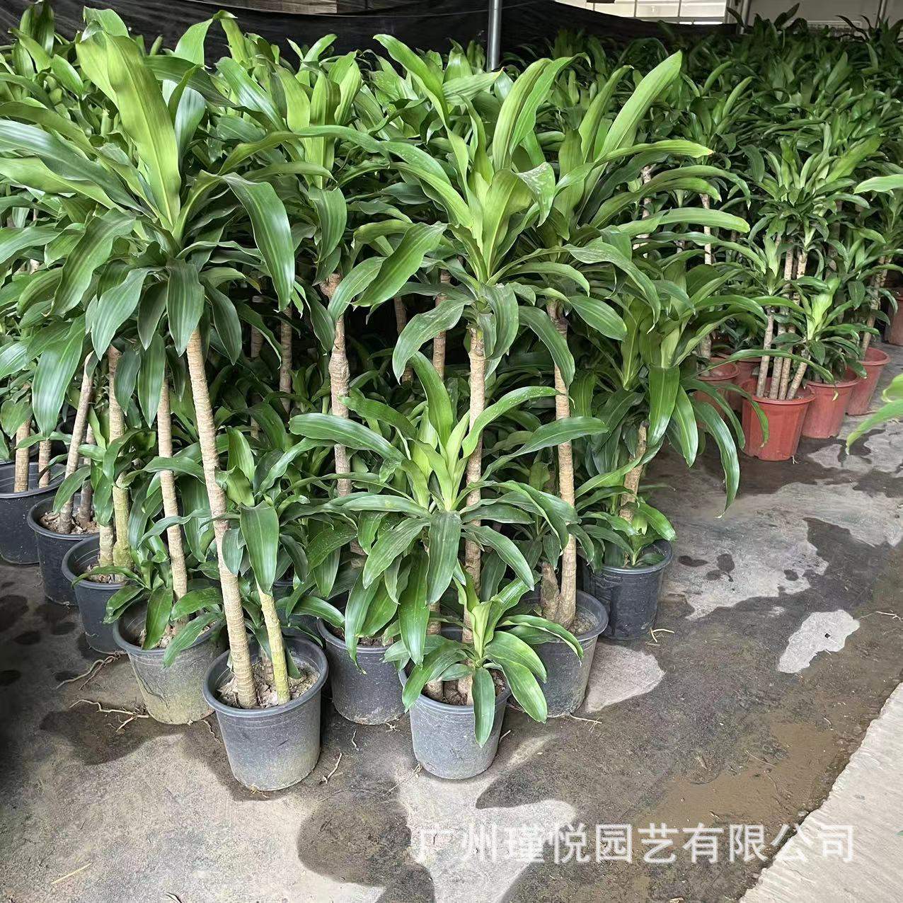 巴西铁绿植步步高盆景室内绿植大型盆栽装饰香龙血树巴西木