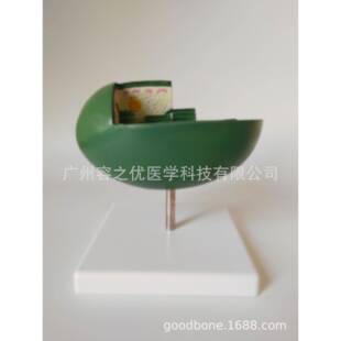 叶绿体模型中小学教学模型叶绿体