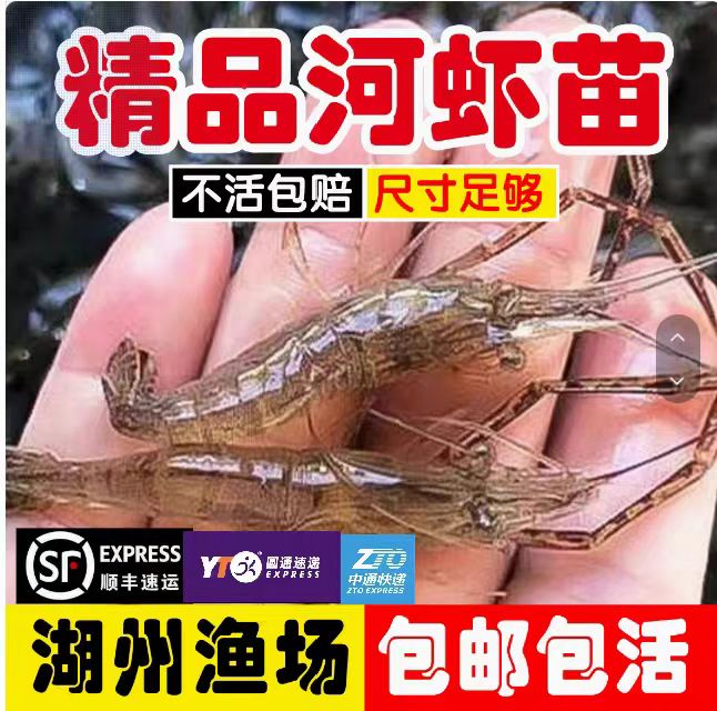 淡水河虾苗青虾苗优质幼苗成活率高观赏食用虾苗基地直供包活到家 - 实物图