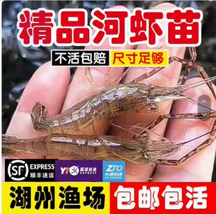 淡水河虾苗青虾苗优质幼苗成活率高观赏食用虾苗基地直供包活到家