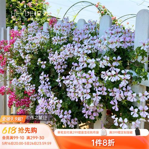垂吊天竺葵花苗盆栽重瓣四季开阳台花园花卉植物室内花
