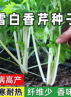 正宗白芹菜种子籽四川香芹菜白杆芹菜耐热寒四季阳台盆栽蔬菜种籽