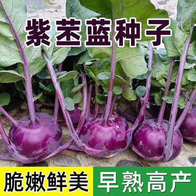 紫苤兰种子青苤蓝种籽四季高产耐寒春秋栽培球茎甘蓝种子蔬菜种子
