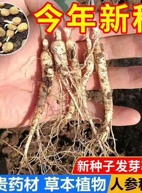 长白山人参种子正品野山参种子四季易种中药材易活室内观花卉盆栽