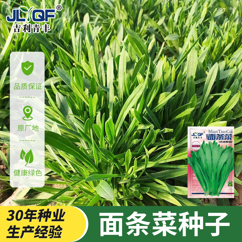 面条菜种子种籽孑菜蔬菜春季籽种盆栽菜籽四季菜种南方青菜,鲜花速递/花卉仿真/绿植园艺,家庭园艺种子,淘宝优惠券,粉丝福利购,淘宝优惠卷