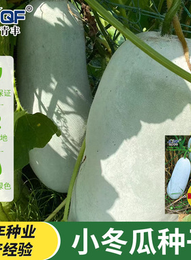 爬满地小冬瓜种子不搭架白皮冬瓜毛节瓜四季春季高产盆栽蔬菜种子
