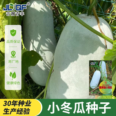 爬满地小冬瓜种子不搭架白皮冬瓜毛节瓜四季春季高产盆栽蔬菜种子