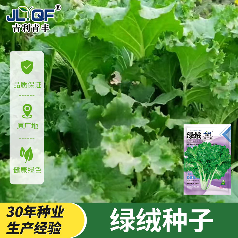 【花叶鸡冠菜种子】绿绒春不老菜籽花叶苔菜菜籽四季播种蔬菜种子