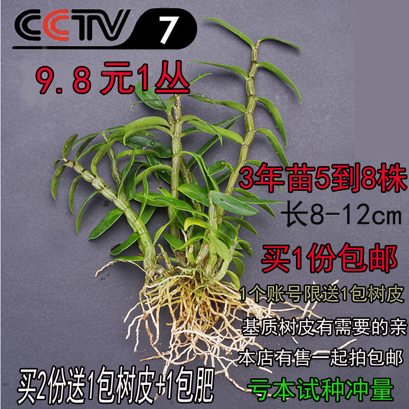 铁皮石斛瓶苗组培苗水养文竹水培植物兰花盆栽花卉室内盆景-封面