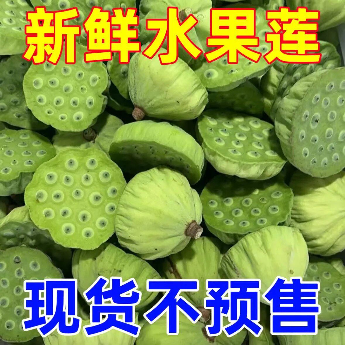 (现货)新鲜当季莲蓬生吃现现摘莲子孕妇生吃应季莲米水果湘莲