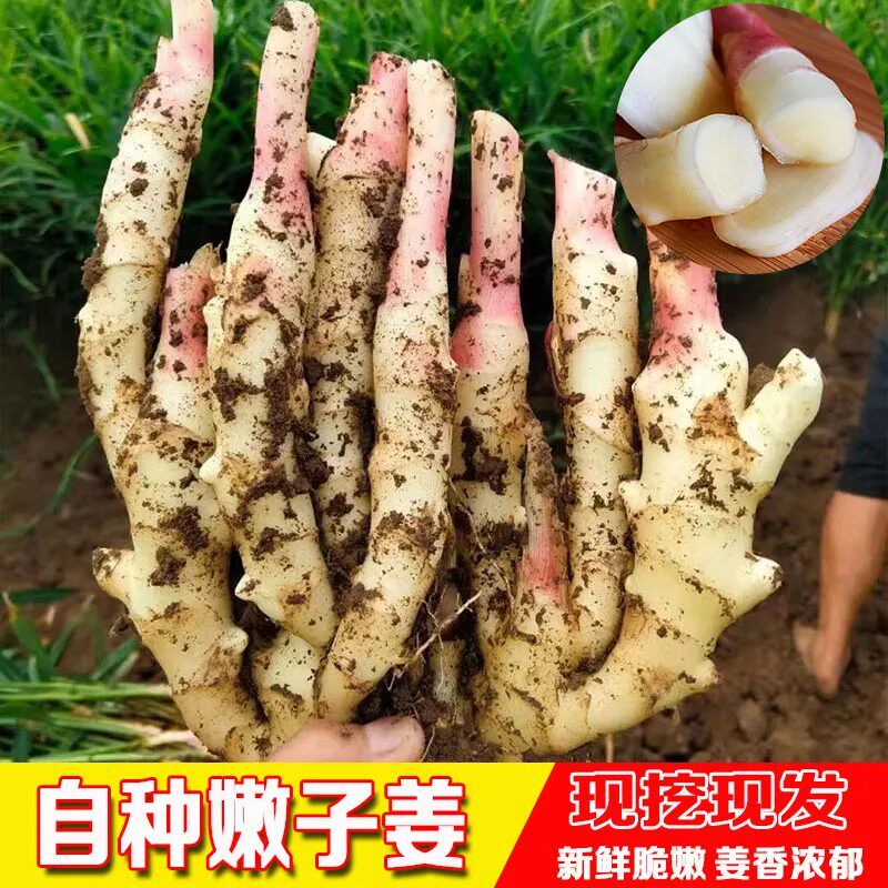 嫩姜新鲜生姜大仔姜子姜芽现挖红芽嫩姜做泡糖醋当季新鲜蔬菜
