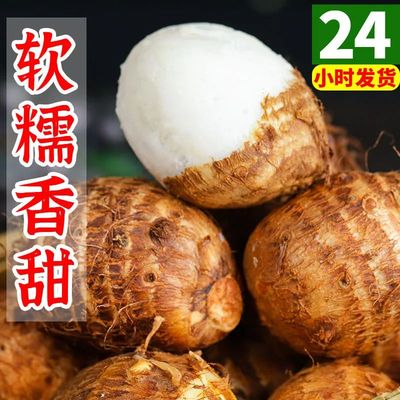 新鲜芋头现挖贵州牛奶小毛