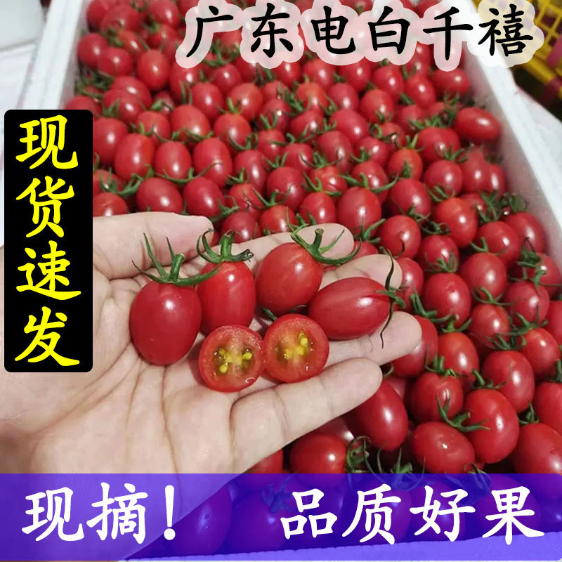 正宗广东电白千禧圣女果超甜小番茄孕妇水果新鲜冰糖千禧包邮,水产肉类/新鲜蔬果/熟食,番茄,淘宝优惠券,粉丝福利购,淘宝优惠卷