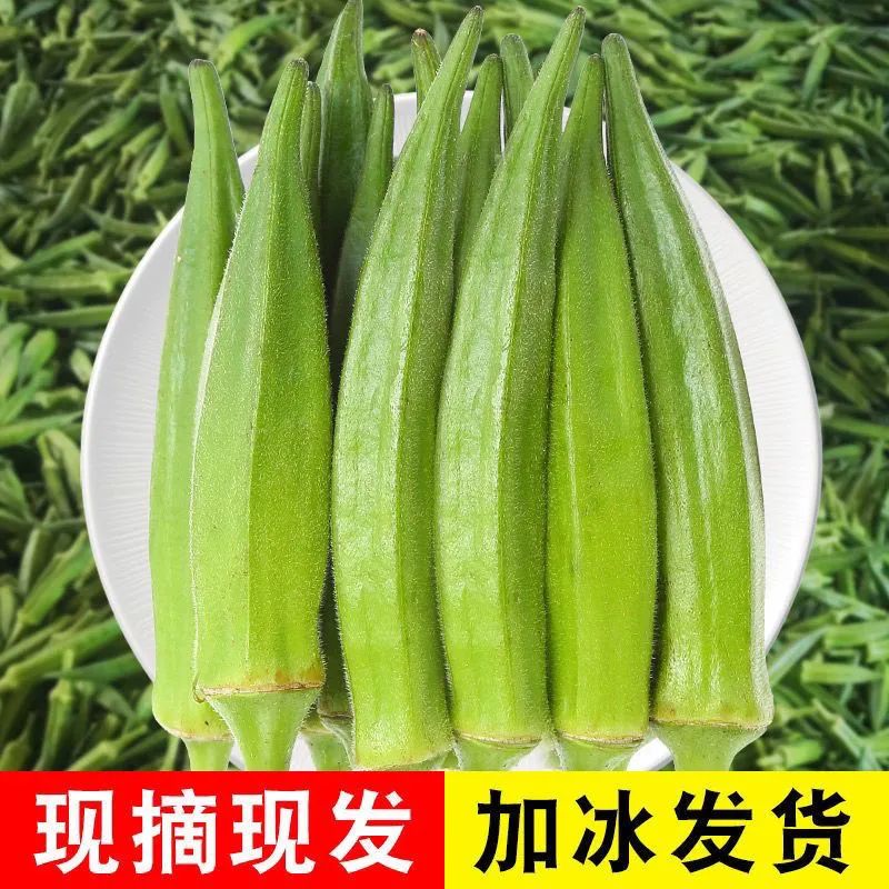 【现货】新鲜秋葵现摘现发鲜嫩黄秋葵5斤装新鲜农家蔬菜整箱包邮