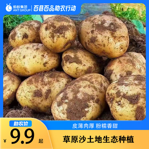 贵州土豆黄心黄皮烧洋芋压洋芋菜土豆泥新鲜多仓齐发