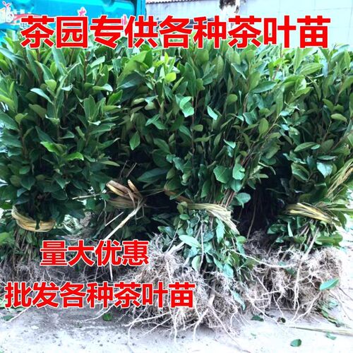 正宗茶叶苗 龙井茶安吉白茶绿茶苗碧螺春茶树苗 南方北方都可以种