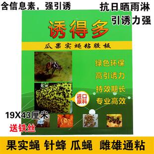 多瓜果实蝇粘胶板果蝇贴针蜂粘板果园苍蝇贴大实蝇诱捕诱粘 诱得