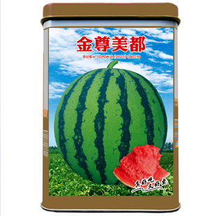 金尊美都西瓜种甜脆冰麒麟8424西瓜种子孑美都西瓜种籽子早春播好