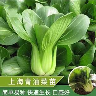 上海青大青菜蔬菜秧苗生菜苗小白菜幼苗四季阳台矮脚苏州青苗菜种